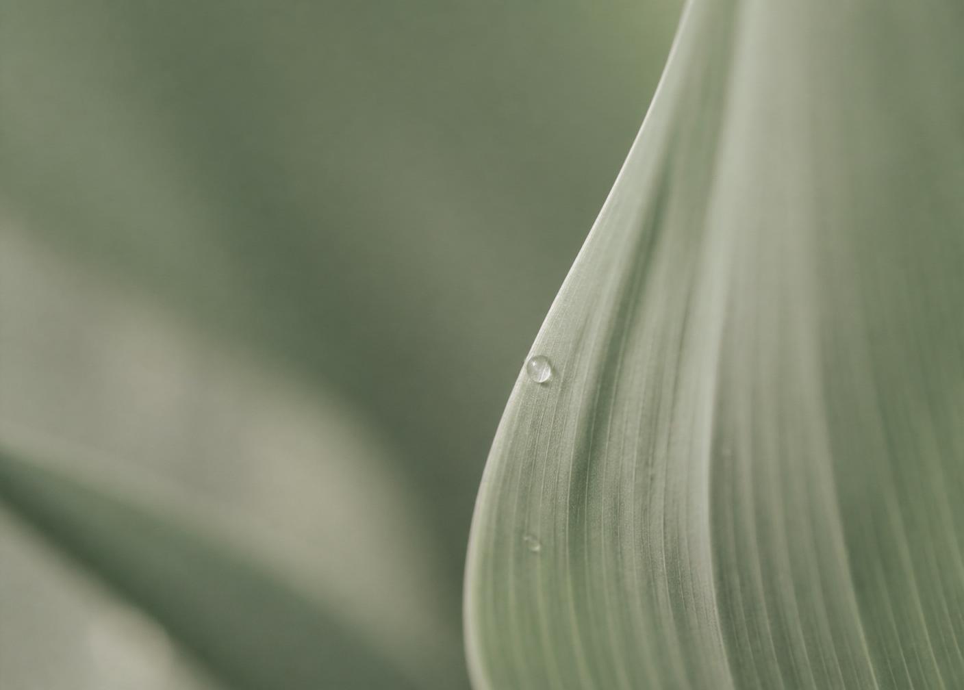 Detail of a green leaf, evoking growth